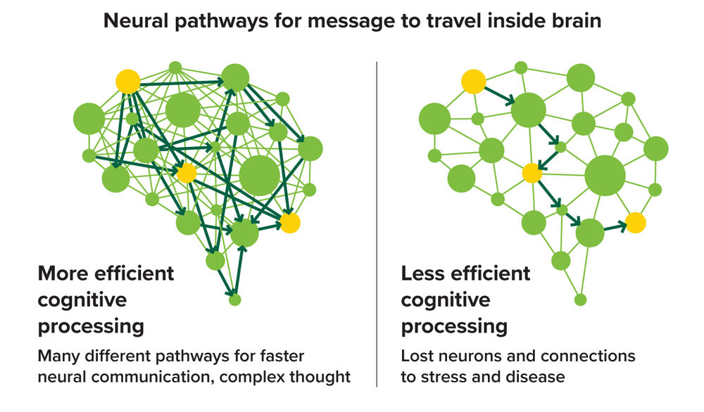 rep cognitive reserve graphic wo header 1000px