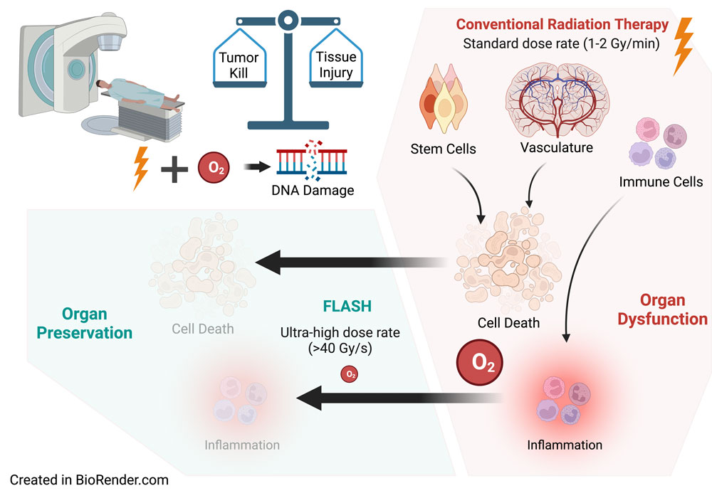 rep flash radiation illustration dr willey 1000px