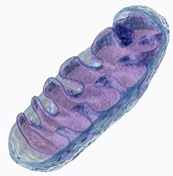 mitochondrian s