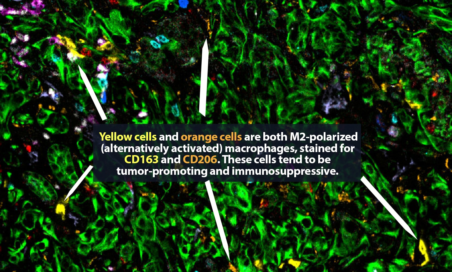 8 alt orange yellow immune 1490x898px