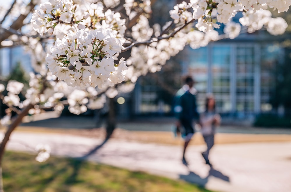 Closeup of Yoshino cherry blossoms on a tree in a foreground, with two students walking by blurred in the background