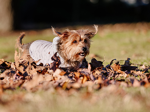 A small terrier dog, George, is wearing a dog shirt and playing in a pile of brown fall leaves in the UAB Mini Park, November 2020.
