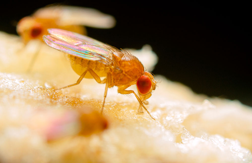 rep iisage fruit fly 1000px
