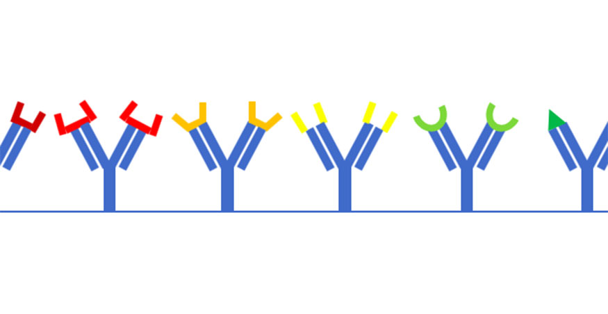 rep randall antibody types 875px