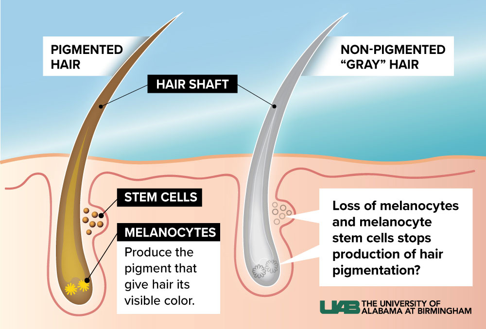 Going gray isn't a one-way trip? UAB researcher exploring ways to  'rejuvenate' gray hairs - The Reporter | UAB