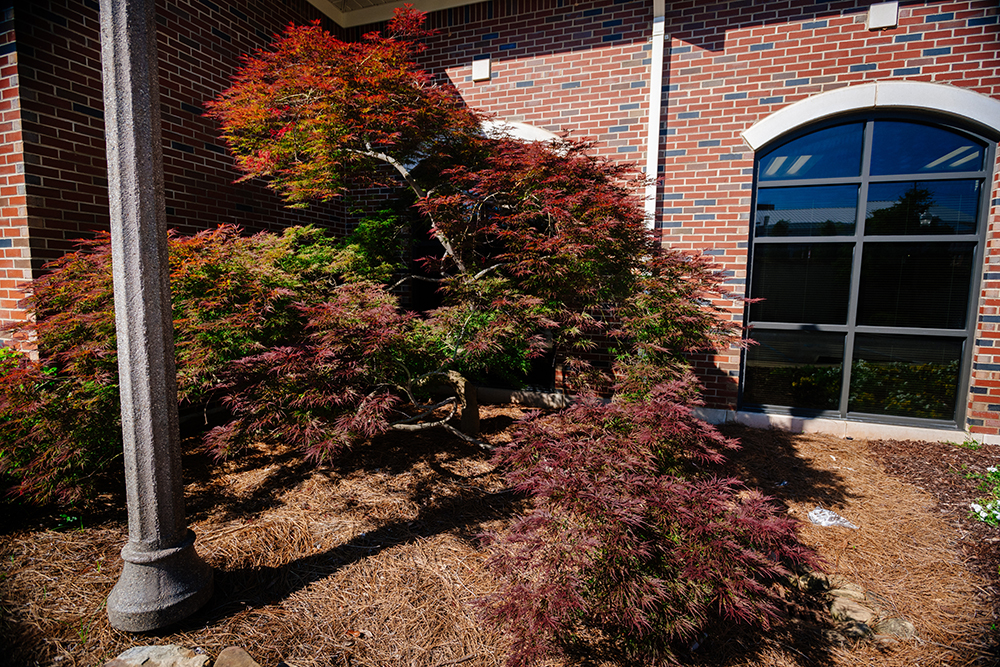Japanese Maple After   Grid