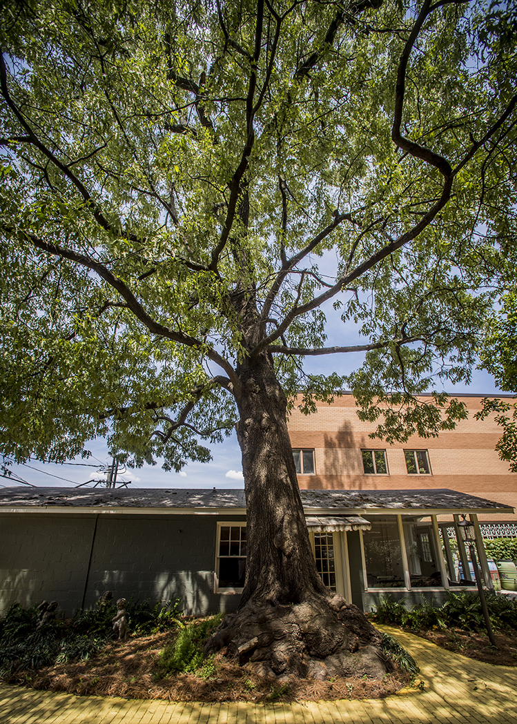 UAB’s largest (and oldest) tree: Quercus rubra, Northern Red Oak