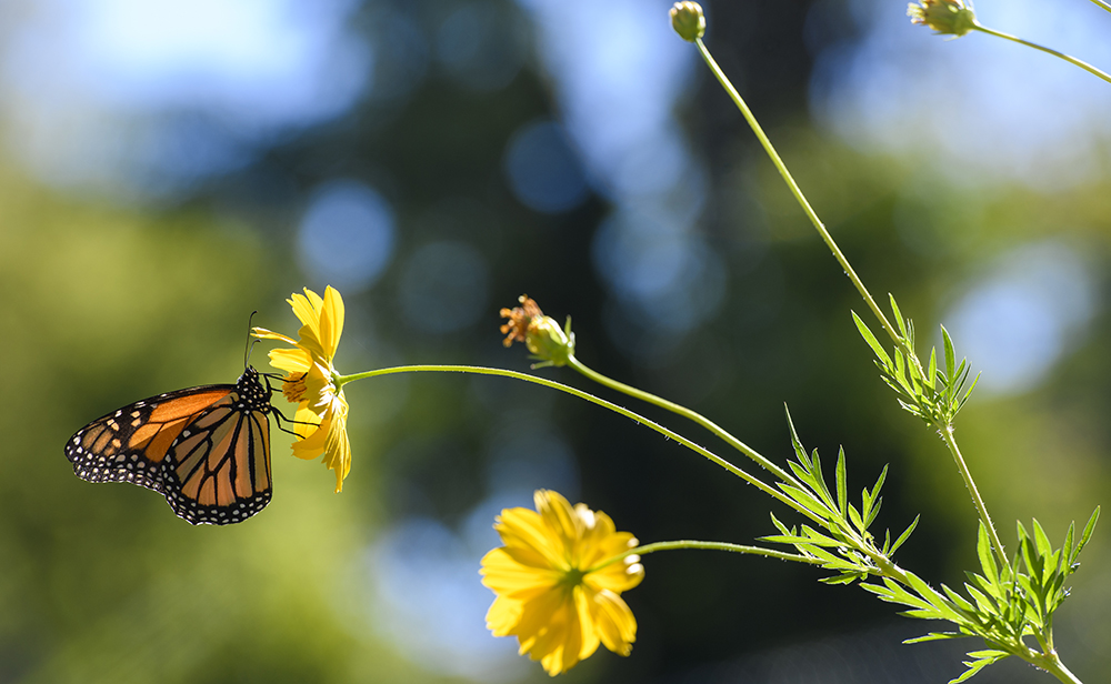 Butterfly Monarch   Widget