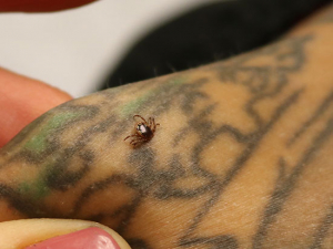 Ticks talk and other mysteries revealed in this biology class