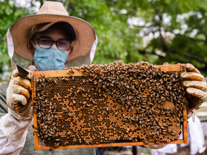 New beehive at UAB Gardens means more pollinators on campus