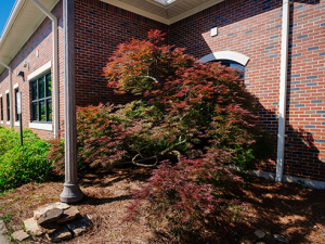 Legacy Japanese maple thrives in new home at Alumni House