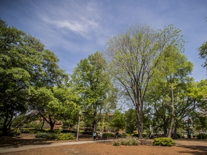 UAB again honored as Tree Campus USA