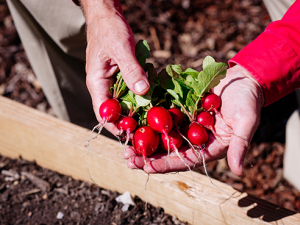 Tended by Blazers, these UAB Gardens plots grow produce for the food-insecure on campus