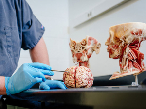 New site gives UAB students an edge in anatomy studies