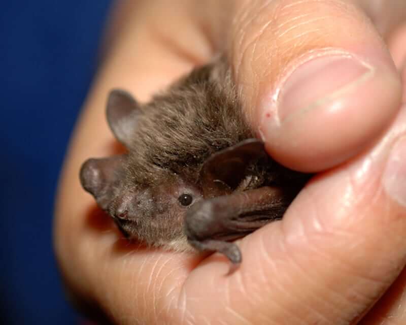 Image of a Brandt's Bat