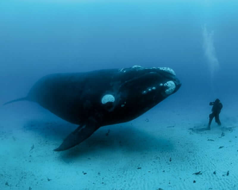 Image of a Bowhead Whale