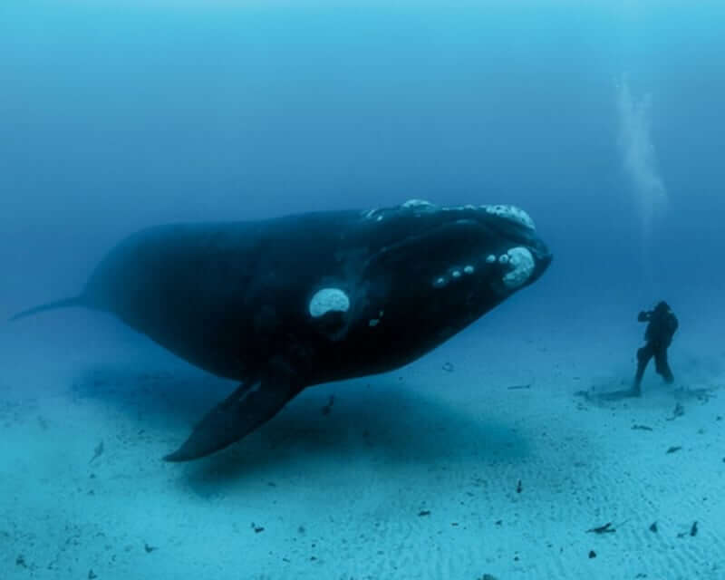 Bowhead Whale