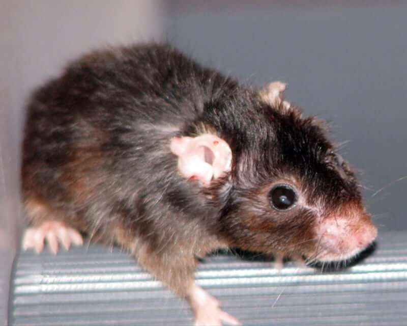 Image of a Laboratory Mouse