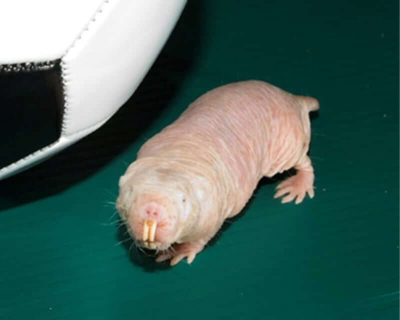 Image of a Naked Mole-Rat