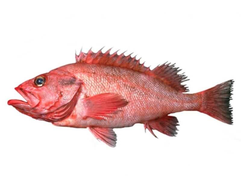 Image of a Rougheyed Rockfish