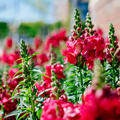 Close-up of red snapdragon perennial flowers in a garden bed on campus, April 2021.
