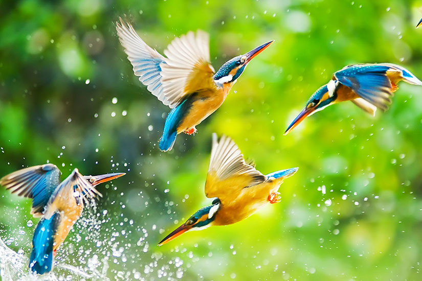 CMS Creative 164657191 Kingfisher