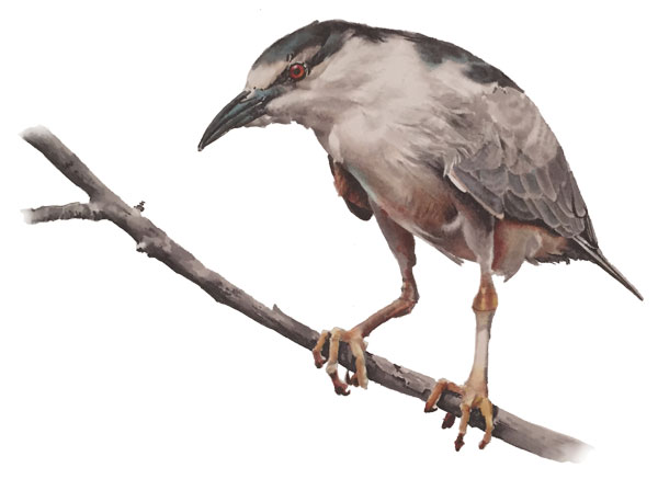 Drawing of bird by Annabelle DeCamillis