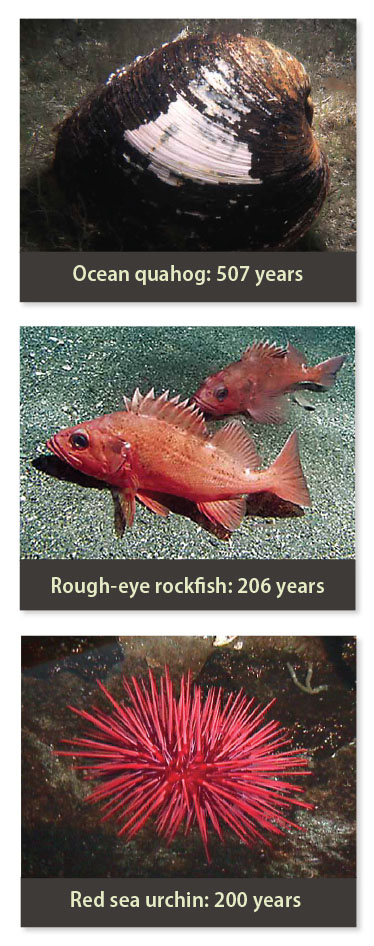 Photos of ocean quahog, rough-eye rockfish, and red sea urchin