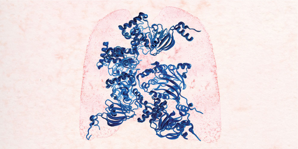 Illustration of lungs and ribbon model of protein responsible for cystic fibrosis