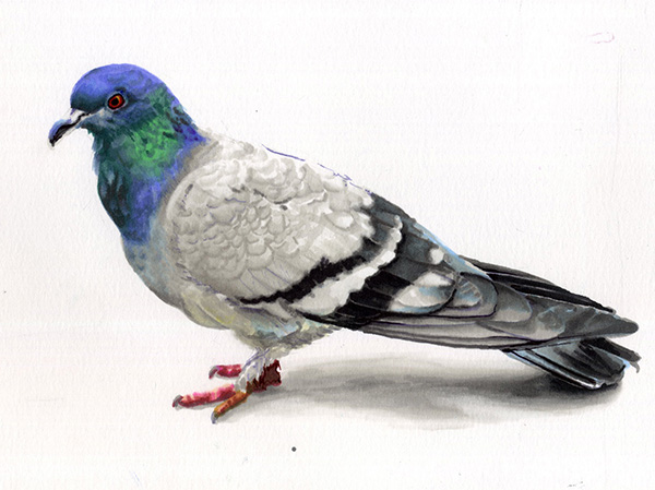 Illustration of a pigeon