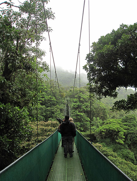 Photo of people on rainforest canopy bridge