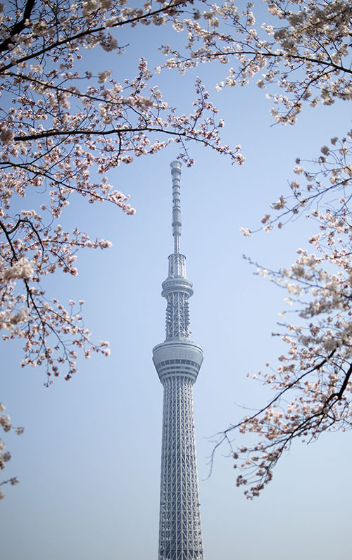 Photo of a tower in Tokyo with cherry blossoms