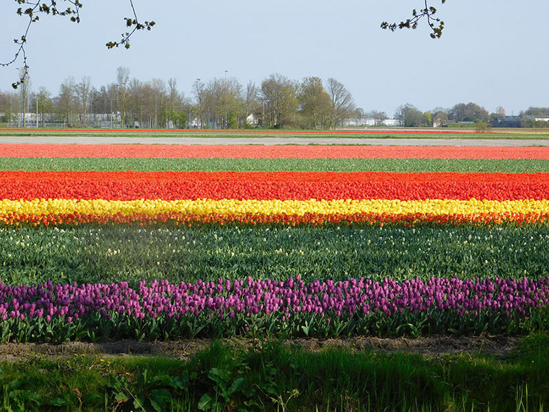 Photo of colorful tulip fields