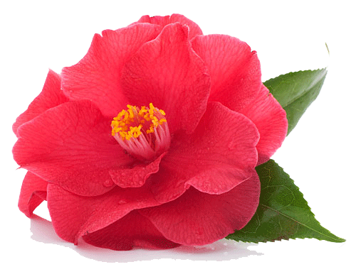 Photo of camellia flower