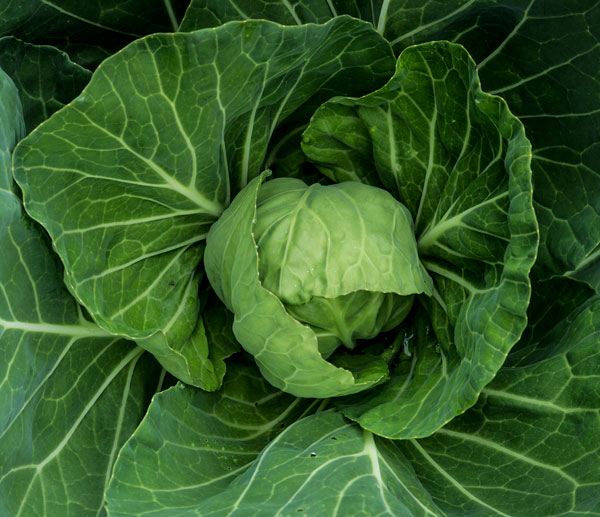 Photo of cabbage from garden